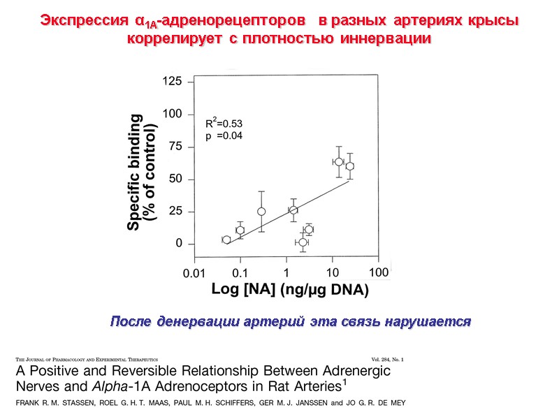 После денервации артерий эта связь нарушается Экспрессия α1А-адренорецепторов  в разных артериях крысы коррелирует